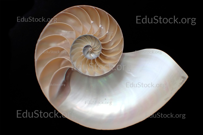 Perlboot (Nautilus pompilius), Familie Nautilidae, Innenansicht der Schale,  Phragmokon, Spirale, luftgefüllte Kammern mit deren Hilfe der Nautilus tariert,  Wohnkammer, Philippinen
