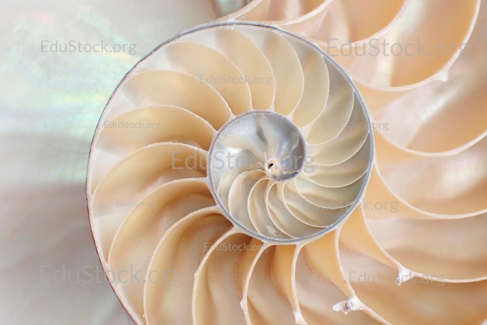 Perlboot (Nautilus pompilius), Familie Nautilidae, Innenansicht der Schale,  Phragmokon, Spirale, luftgefüllte Kammern mit deren Hilfe der Nautilus tariert,  Wohnkammer, Philippinen