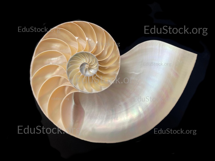 Perlboot (Nautilus pompilius), Familie Nautilidae, Innenansicht der Schale,  Phragmokon, Spirale, luftgefüllte Kammern mit deren Hilfe der Nautilus tariert,  Wohnkammer, Philippinen