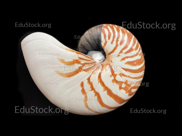 Perlboot (Nautilus pompilius), Familie Nautilidae, Innenansicht der Schale,  Phragmokon, Spirale, luftgefüllte Kammern mit deren Hilfe der Nautilus tariert,  Wohnkammer, Philippinen