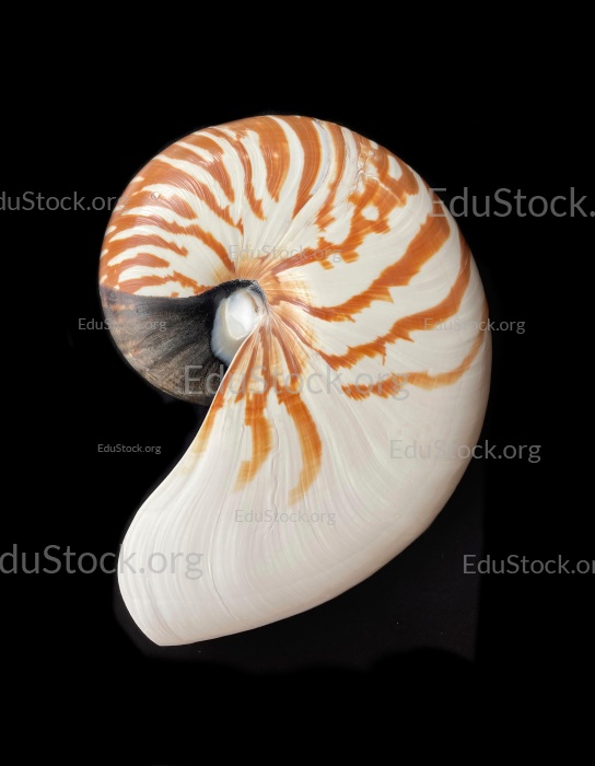 Perlboot (Nautilus pompilius), Familie Nautilidae, Innenansicht der Schale,  Phragmokon, Spirale, luftgefüllte Kammern mit deren Hilfe der Nautilus tariert,  Wohnkammer, Philippinen