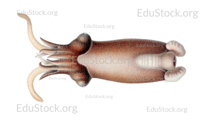 Posthorn-Tintenfisch (Spirula spirula), Familie Spirulidae, gewundenes Gehäuse, das sich im Inneren des Körpers befindet und voller Luftkammern ist, dient zur Tarierung, Phragmokon, Karibik, Barbados