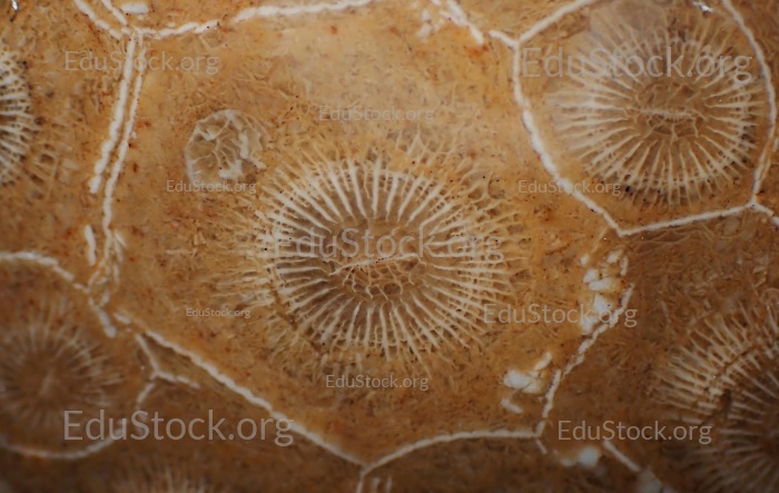 Hexagonaria hexagona, geschliffen, Polyp, Korallenpolyp, fossile Koralle, Versteinerung, Devon, Mitteldevon, etwa 395 Millionen Jahre alt, Boudib, Essimour, Alnif, Marokko