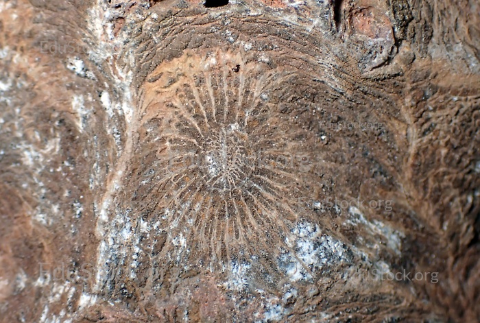 Hexagonaria hexagona, fossile Koralle, Polyp, Korallenpolyp, Versteinerung, Devon, Mitteldevon, etwa 395 Millionen Jahre alt, Boudib, Essimour, Alnif, Marokko