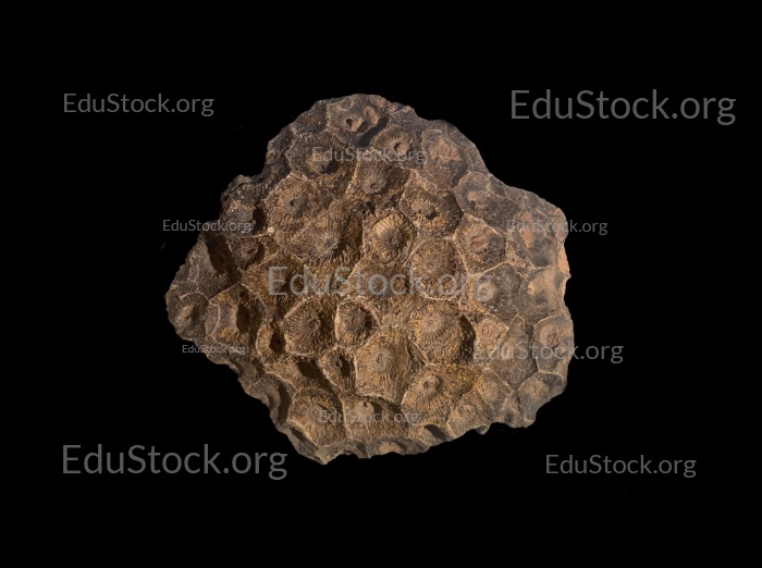 Hexagonaria hexagona, fossile Koralle, Versteinerung, Devon, Mitteldevon, etwa 395 Millionen Jahre alt, Boudib, Essimour, Alnif, Marokko