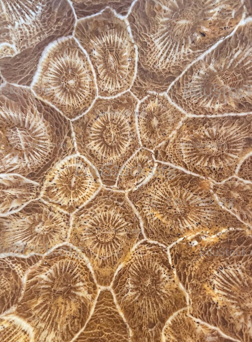 Hexagonaria hexagona, geschliffen, Polyp, Korallenpolyp, fossile Koralle, Versteinerung, Devon, Mitteldevon, etwa 395 Millionen Jahre alt, Boudib, Essimour, Alnif, Marokko