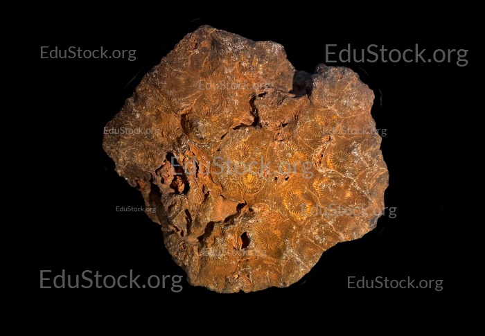 Hexagonaria hexagona, fossile Koralle, Versteinerung, Devon, Mitteldevon, etwa 395 Millionen Jahre alt, Boudib, Essimour, Alnif, Marokko