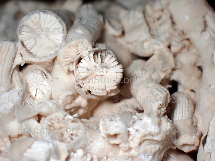 Fossile Koralle, Versteinerung, Dendrophyllia candelabrum, Mitteldan, etwa 60 Millionen Jahre alt, Fakse - Seeland, Schweden