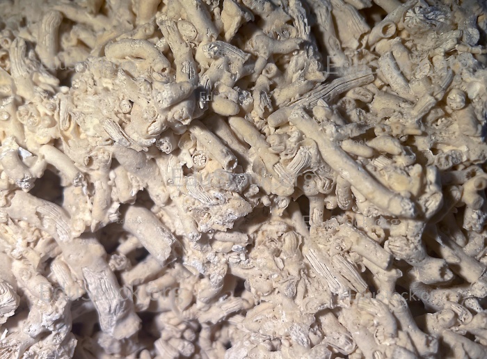 Fossile Koralle, Versteinerung, Dendrophyllia candelabrum, Mitteldan, etwa 60 Millionen Jahre alt, Fakse - Seeland, Schweden