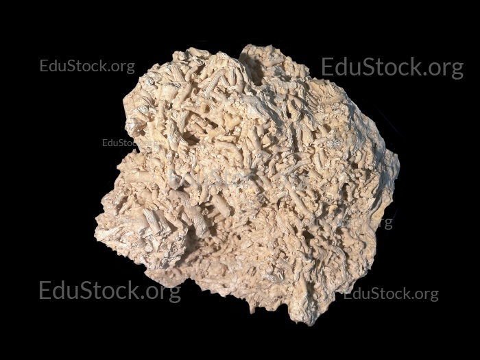 Fossile Koralle, Versteinerung, Dendrophyllia candelabrum, Mitteldan, etwa 60 Millionen Jahre alt, Fakse - Seeland, Schweden