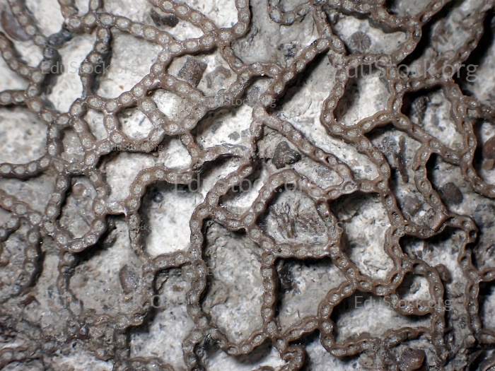 Fossile Koralle, Versteinerung, Halysites Special.,Silur, etwa 430 Millionen Jahre alt, Irevik, Gotland, Schweden