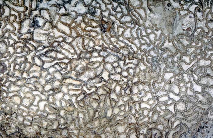 Fossile Koralle, Versteinerung, Halysites spec.,Silur, etwa 430 Millionen Jahre alt, Irevik, Gotland, Schweden                             