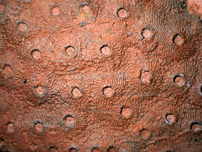 Fossile Koralle, Versteinerung, Phillipsastrea cf. ananas, Devon etwa 360 Millionen Jahre alt, Boudib, Essimour Alnif, Marokko