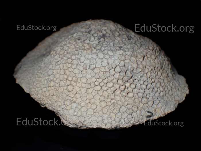 Fossile Koralle, Versteinerung, Favorites spec., Silur etwa 430 Millionen Jahre alt, Gotland Schweden