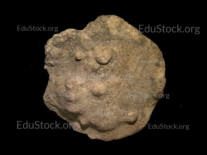 Fossile Koralle, Versteinerung, Favorites spec., Silur etwa 430 Millionen Jahre alt, Gotland Schweden