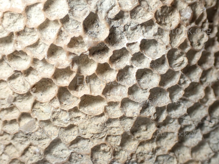 Fossile Koralle, Versteinerung, Favorites spec., Silur etwa 430 Millionen Jahre alt, Gotland Schweden