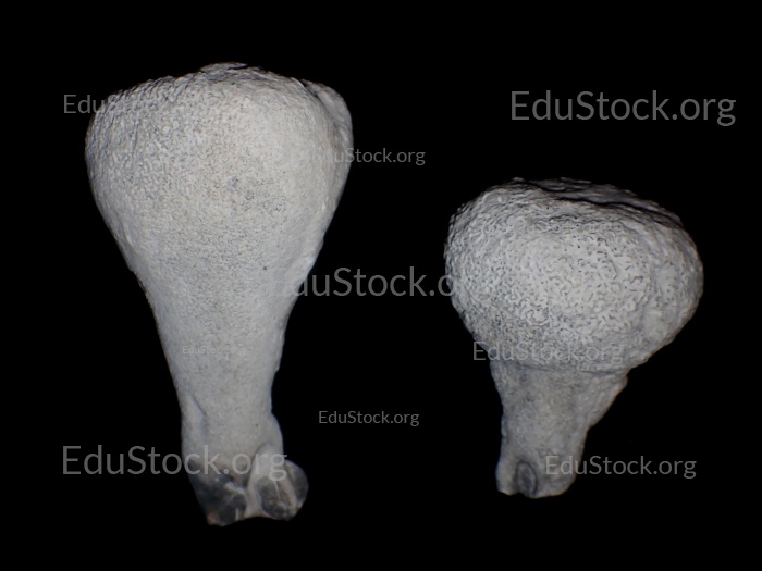 Fossiler Schwamm, Versteinerung, Porifera spec., Campan, Kreide, etwa 80 Millionen Jahre alt, Höver, Niedersachsen, Deutschland