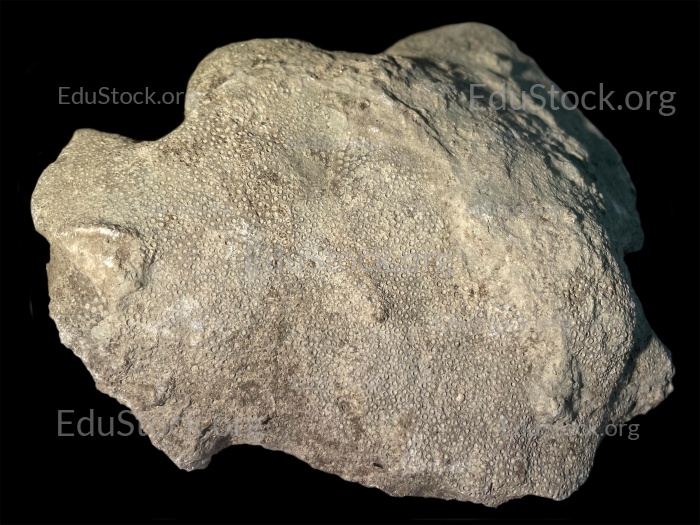 Fossile Koralle, Versteinerung, Heliolites spec., Silur etwa 430 Millionen Jahre alt, Gotland, Schweden