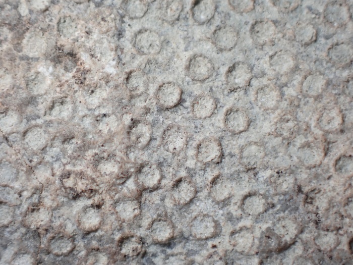 Fossile Koralle, Versteinerung, Heliolites spec., Silur etwa 430 Millionen Jahre alt, Gotland, Schweden