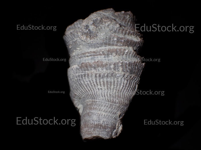 Fossile Koralle, Versteinerung, Cystiphyllum tenue, Silur etwa 430 Millionen Jahre alt, Gotland Schweden