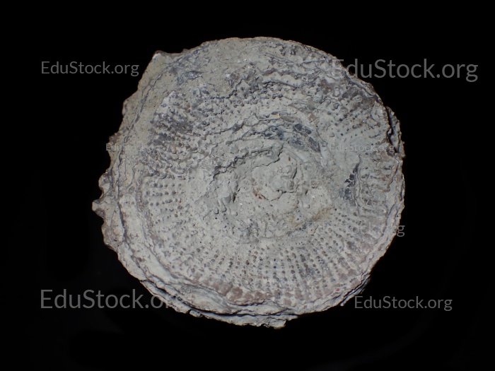 Fossile Koralle, Versteinerung, Cystiphyllum tenue, Silur etwa 430 Millionen Jahre alt, Gotland Schweden