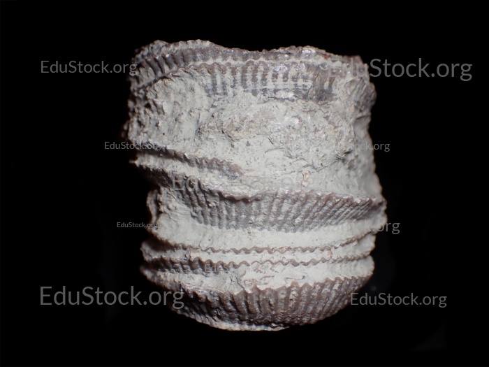 Fossile Koralle, Versteinerung, Cystiphyllum tenue, Silur etwa 430 Millionen Jahre alt, Gotland Schweden