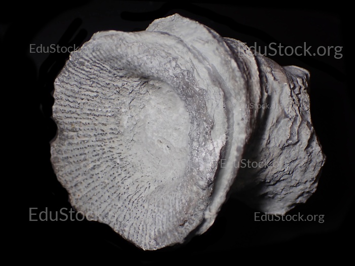 Fossile Koralle, Versteinerung, Cystiphyllum tenue, Silur etwa 430 Millionen Jahre alt, Gotland Schweden