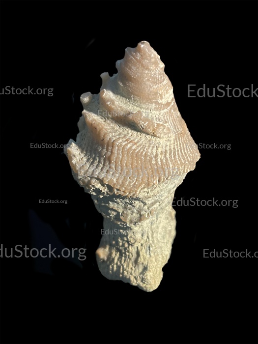 Fossile Koralle, Versteinerung, Cystiphyllum tenue, Silur etwa 430 Millionen Jahre alt, Gotland Schweden
