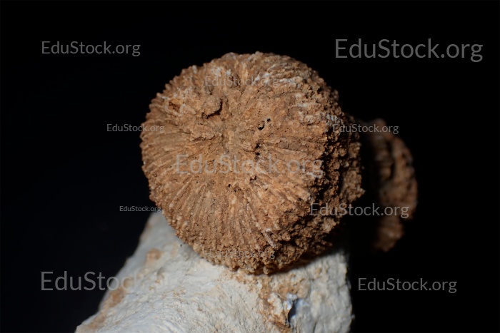 Fossile Koralle, Versteinerung, Thecosmilia trichotoma., Malm - Jura, etwa 150 Millionen Jahre alt, Nattheim, Baden-Württemberg, Deutschland