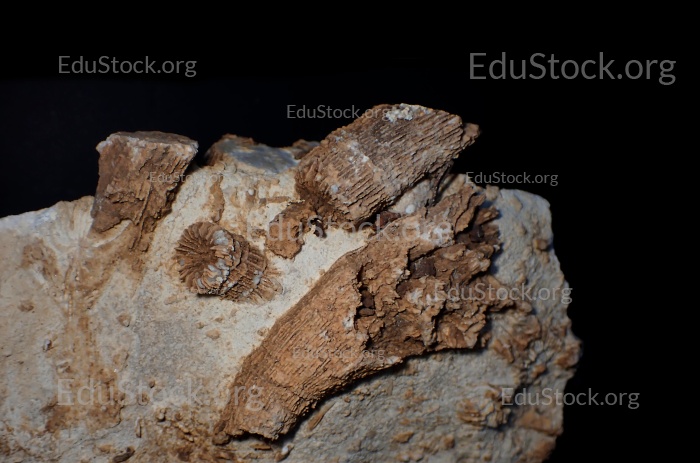 Fossile Koralle, Versteinerung, Thecosmilia trichotoma., Malm - Jura, etwa 150 Millionen Jahre alt, Nattheim, Baden-Württemberg, Deutschland