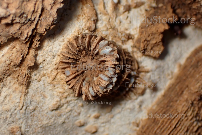 Fossile Koralle, Versteinerung, Thecosmilia trichotoma., Malm - Jura, etwa 150 Millionen Jahre alt, Nattheim, Baden-Württemberg, Deutschland