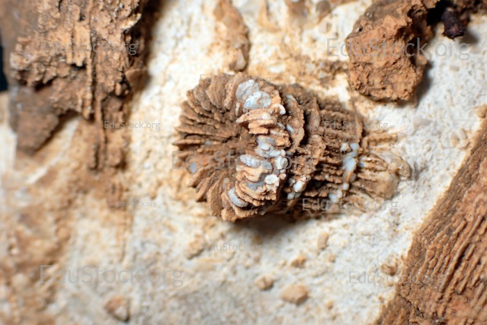 Fossile Koralle, Versteinerung, Thecosmilia trichotoma., Malm - Jura, etwa 150 Millionen Jahre alt, Nattheim, Baden-Württemberg, Deutschland