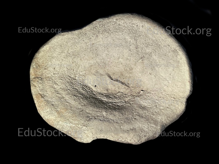 Fossiler Schwamm, Versteinerung, Porifera spee., Campan, Kreide, etwa 80 Millionen Jahre alt, Höver, Niedersachsen, Deutschland