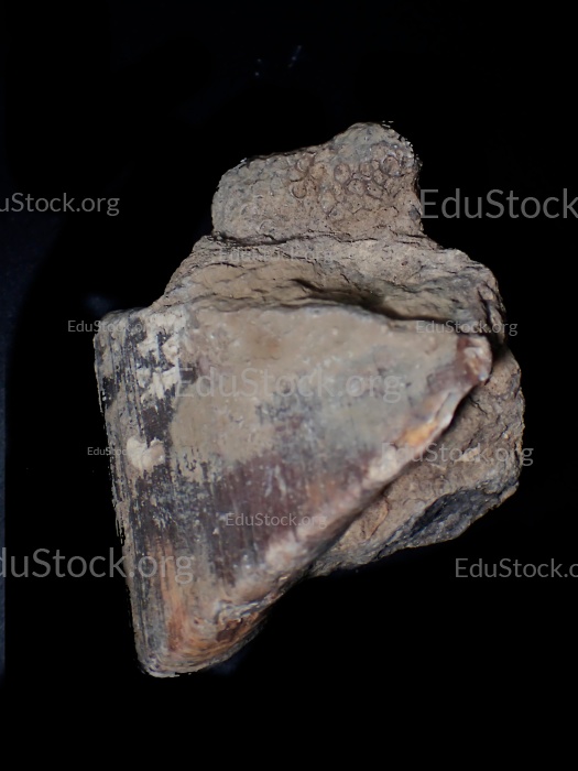 Fossile Koralle, Versteinerung, Chalceola sandalina, Devon etwa 395 Millionen Jahre alt, Gerolstein, Eifel, Deutschland