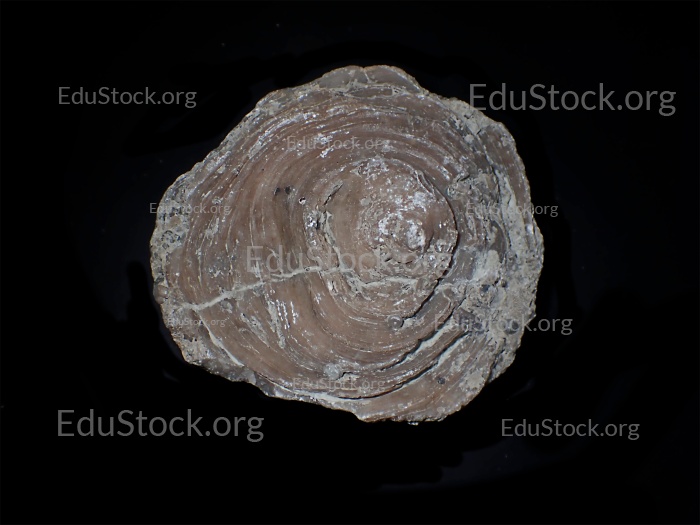 Fossile Koralle, Versteinerung, Cunnolites sp., Kreide, Santonium, Gosauschichten, etwa 80 Millionen Jahre alt, Rußbach, Salzburg, Österreich