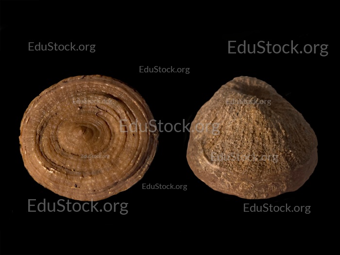 Fossile Koralle, Versteinerung, Cunnolites sp., Kreide, Santonium, Gosauschichten, etwa 80 Millionen Jahre alt, Rußbach, Salzburg, Österreich