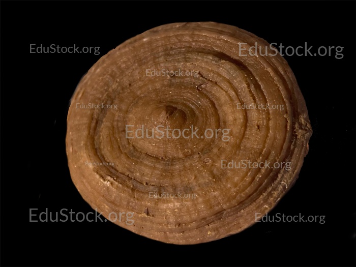 Fossile Koralle, Versteinerung, Cunnolites sp., Kreide, Santonium, Gosauschichten, etwa 80 Millionen Jahre alt, Rußbach, Salzburg, Österreich