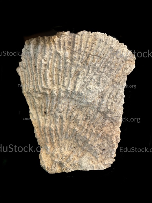 Korallenstock, Jura ca. 160 Millionen Jahre alt, ca. 60 cm hoch und 40 cm breit, Deining, Neumarkt, Oberpfalz, Bayern, Deutschland, Europa