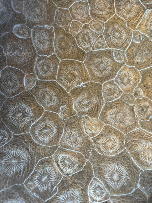 Hexagonaria hexagona, geschliffen, Polyp, Korallenpolyp, fossile Koralle, Versteinerung, Devon, Mitteldevon, etwa 395 Millionen Jahre alt, Boudib, Essimour, Alnif, Marokko