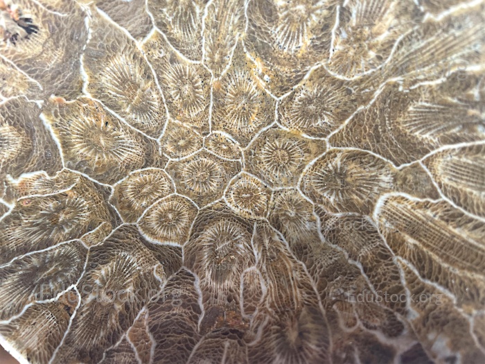 Hexagonaria hexagona, geschliffen, Polyp, Korallenpolyp, fossile Koralle, Versteinerung, Devon, Mitteldevon, etwa 395 Millionen Jahre alt, Boudib, Essimour, Alnif, Marokko