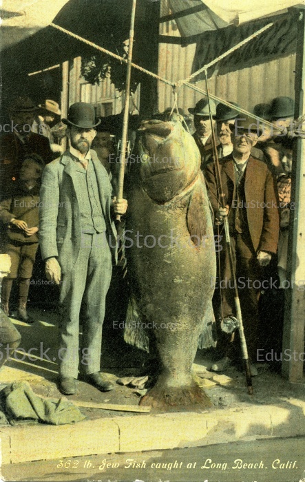 Zwei Männer mit Pazifik-Riesenbarsch (Stereolepis gigas),  Gewicht, ca. 1.80 Meter lang, etwa 1905, Pazifik, Long Beach, Küste von Kalifornien, USA

Der im Bild erwähnte Name - Judenfisch - ist falsch, denn so wurde der  Riesenzackenbarsch genannt, der jedoch im Atlantik vorkommt.  Die Herkunft des Namens - Judenfisch -  ist nicht geklärt. Im Jahr 2001 wurde der Fisch jedoch von der amerikanischen Fischerei-Gesellschaft in - Atlantic Goliath Grouper - umbenannt.