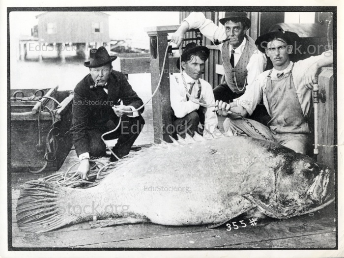 Vier  Männer knien vor einem Riesenzackenbarsch (Epinephelus itajara), der im Jahre 1901 in St. Petersburg gefangen wurde. Florida, USA
